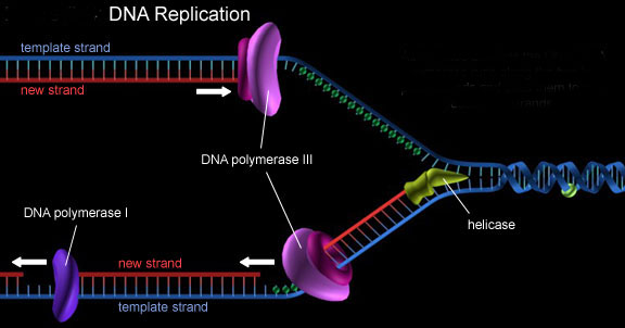 DNA replication | USMLEMD