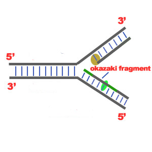 DNA Pol I - exonuclease