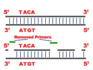 Termination: Last step of DNA Replication